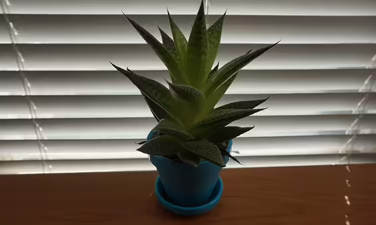 1. Aloe Vera