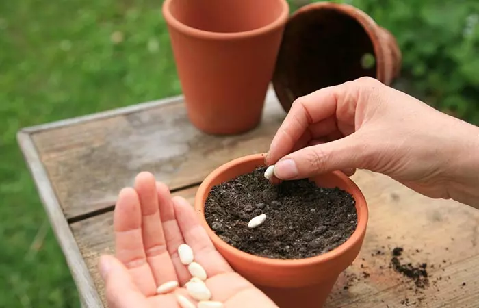 4. Saving Seeds Is Like Meditating On The Life Force