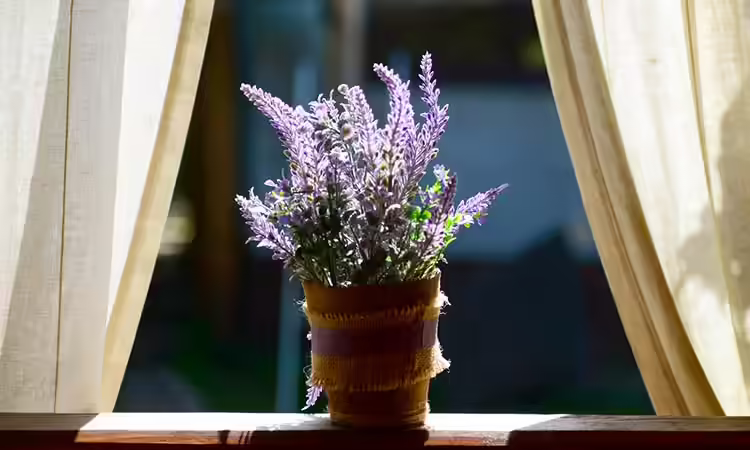 5. Lavender