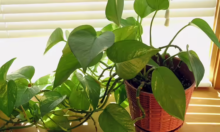 6. Golden Pothos