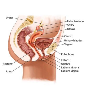 Vagina Changes During Pregnancy: What’s Normal And What’s Not