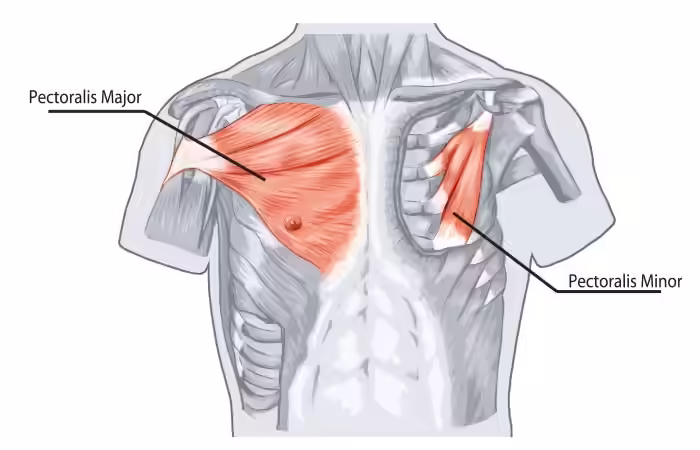 What Are The Chest Muscles?