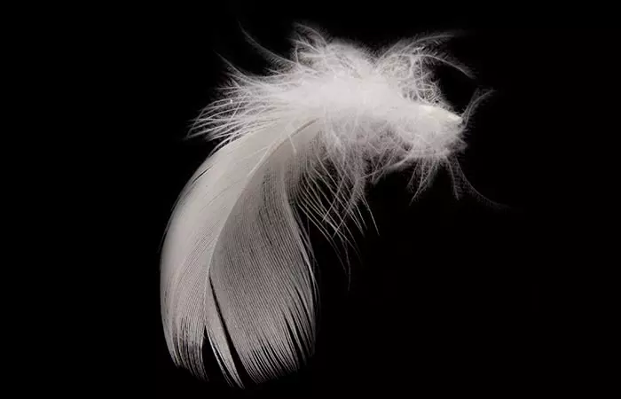 6. The Grey Feather 