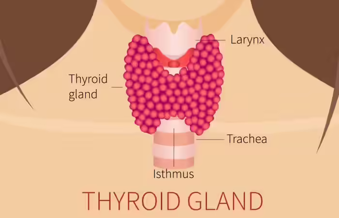 What Is The Thyroid?