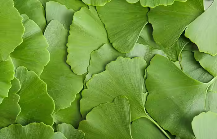 Ginkgo Biloba Supplements Lyme Disease - Ginkgo Biloba Supplements