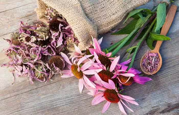 Echinacea Lyme Disease - Echinacea