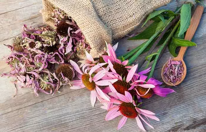 Lyme Disease - Echinacea