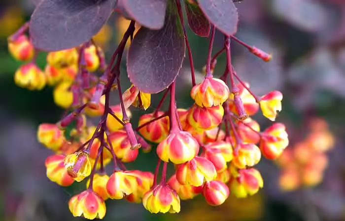 Berberine Supplements Lyme Disease - Berberine Supplements
