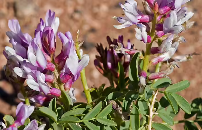 Astragalus Lyme Disease - Astragalus
