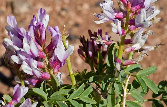 Lyme Disease - Astragalus