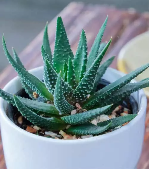 Aloe