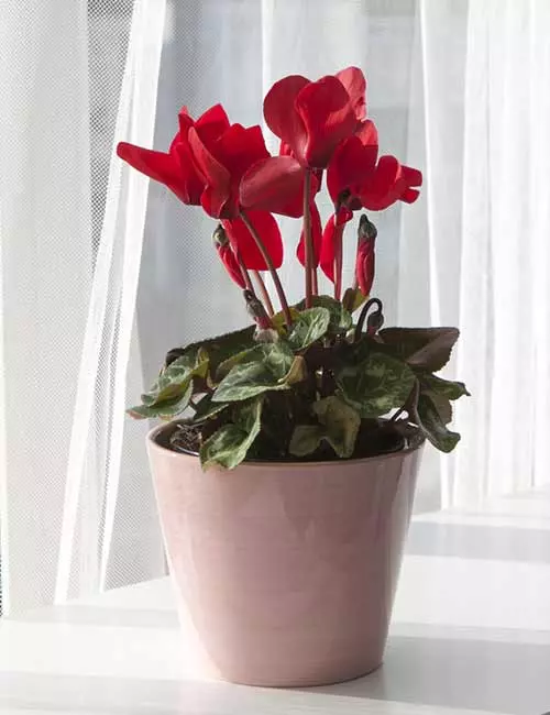 Cyclamen