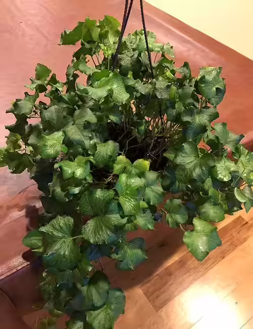 hinese evergreens