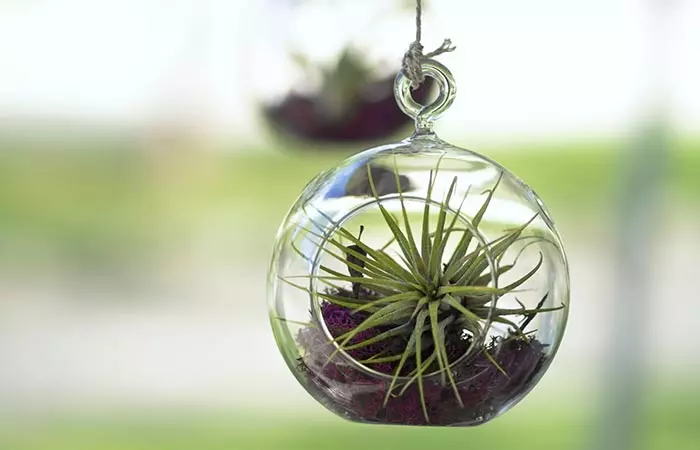 How To Get Rid Of Smoke Smell From Your House - Air Plants