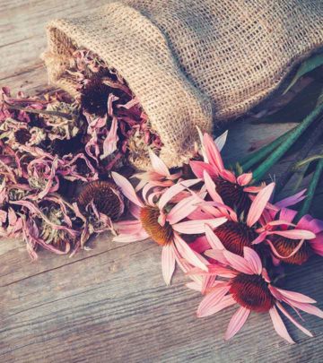 Echinacea The Benefits And Side Effects