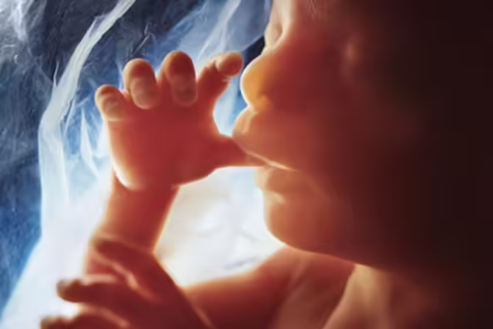 Month 5 Development (At 20 Weeks) Month 5 Development (At 20 Weeks)