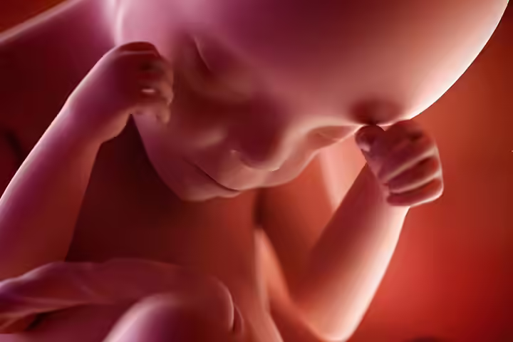 Month 6 Development (At 24 Weeks) Month 6 Development (At 24 Weeks)