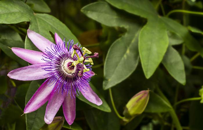 Passionflower