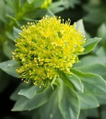 Rhodiola rosea Benefits, Side Effects, And Dosage