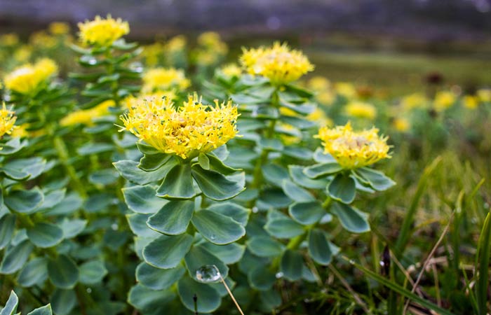 What Is Rhodiola rosea