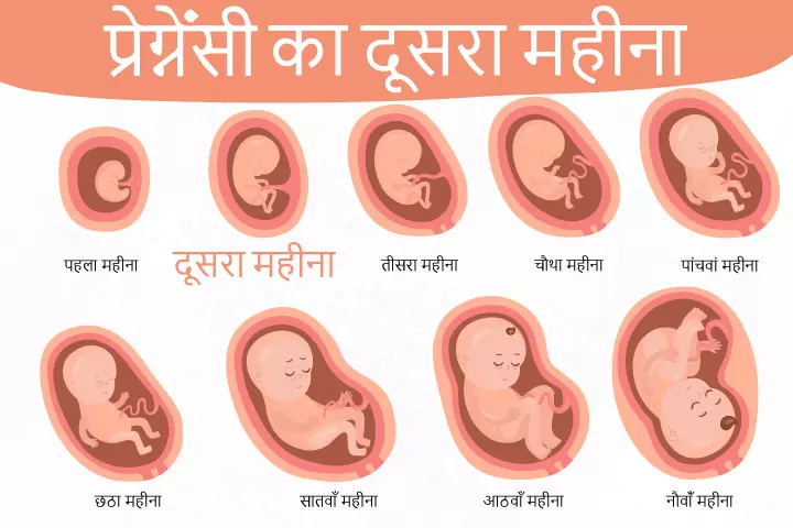 गर्भावस्था का दूसरा महीना – लक्षण, बच्चे का विकास और शारीरिक बदलाव_image