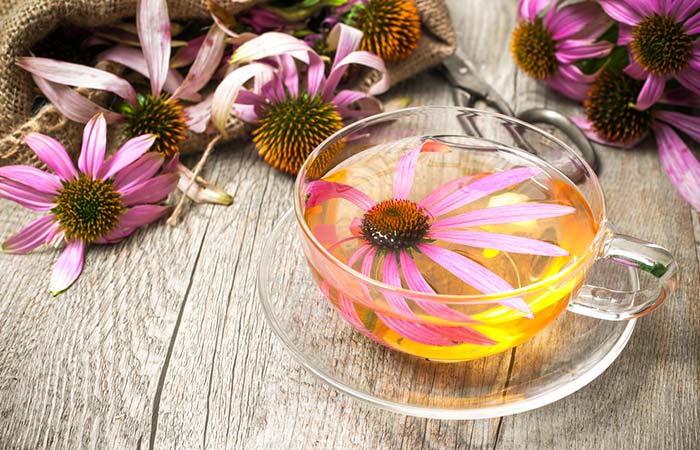 Echinacea