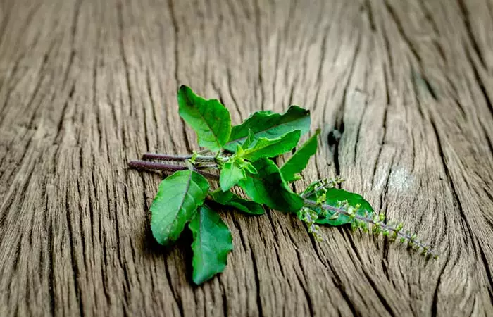 Holy Basil (Tulsi)