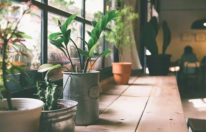 Make Your Indoor Plants Grow 