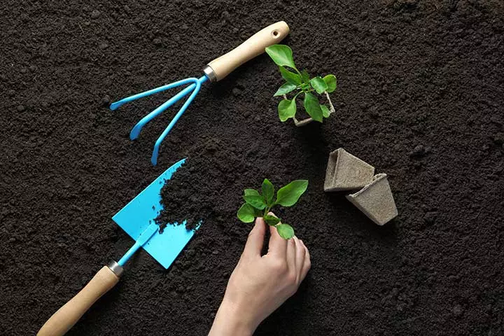 Vegetable growing kits as birthday gifts for dad