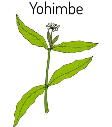 Yohimbe: Benefits, Uses and Side Effects_image