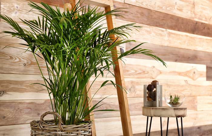 Areca Palm