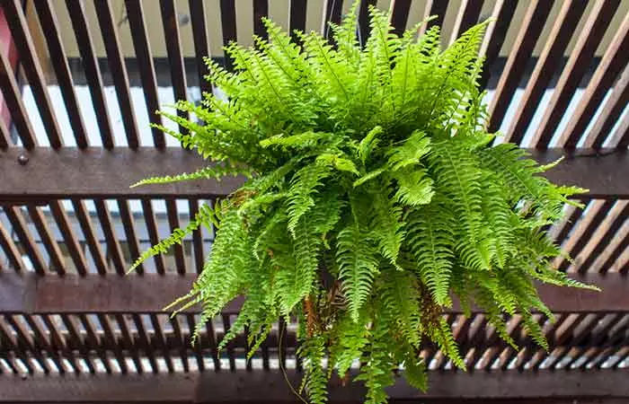 Boston Fern