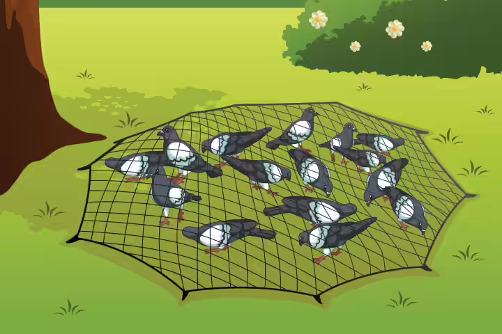 Pigeons