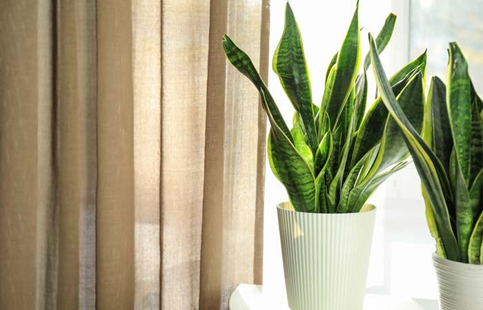 Snake Plant