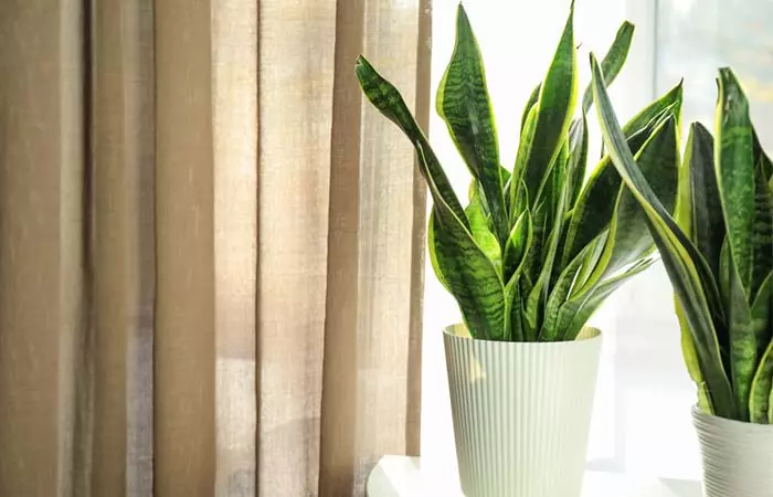 Snake Plant