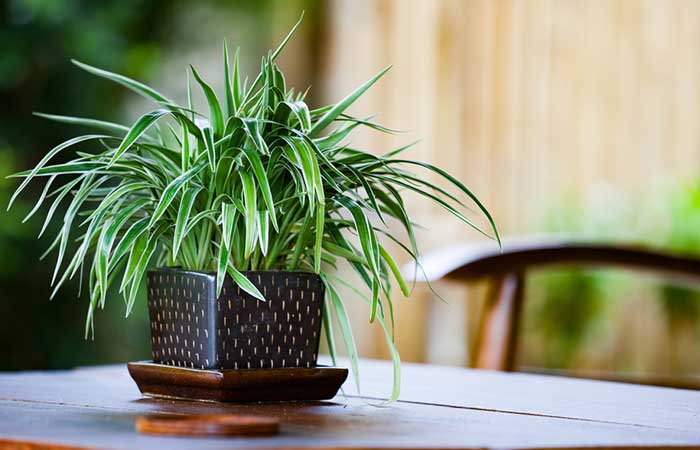 Spider Plant