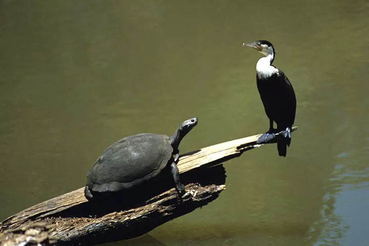 The bird and the tortoise