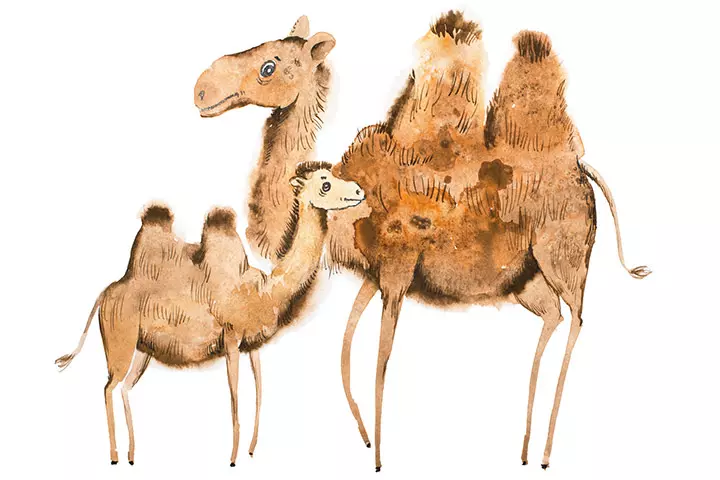 The camel and its baby