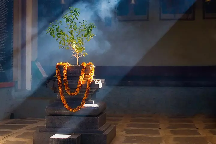 Use Of Tulsi