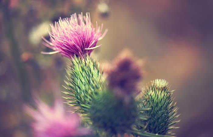 Milk Thistle