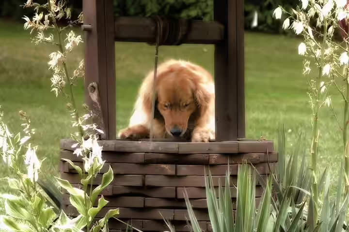 Story of dog