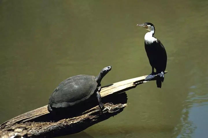 Turtle and birds