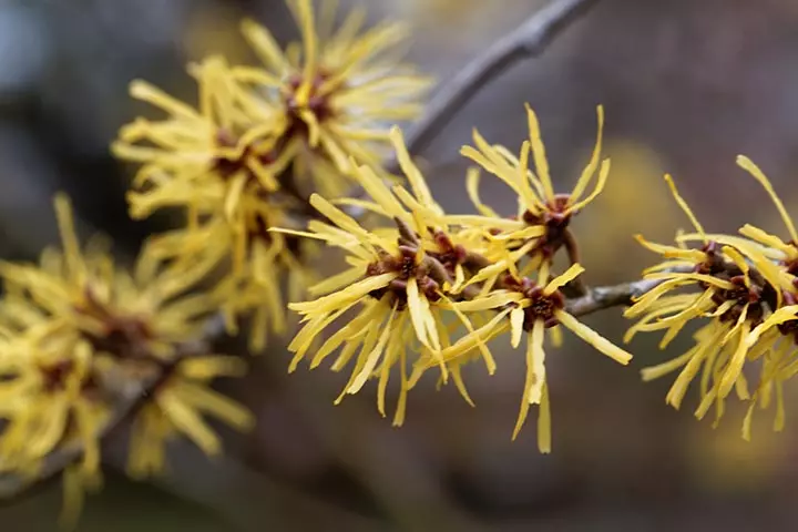 Witch Hazel Pad