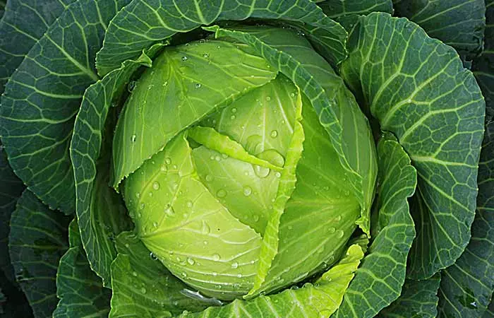 Cabbage