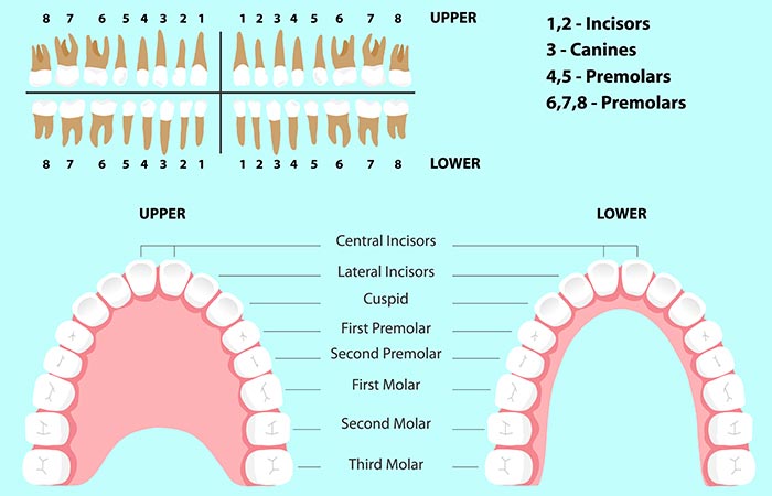 Children have the following set of milk teeth