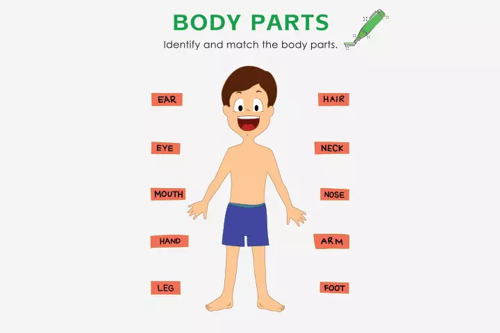 Human Body Worksheet