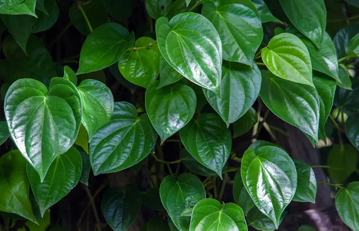 Betel Leaves2