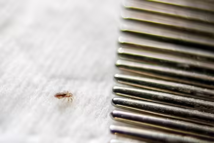What Are Lice
