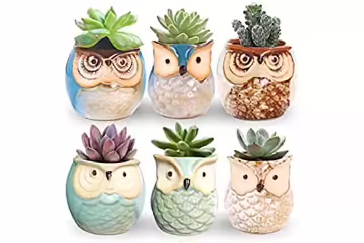 Little Ceramic Succulent Bonsai Pots with a Hole