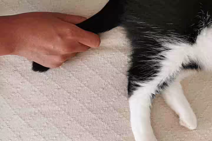 Dragged A Cat By Its Tail